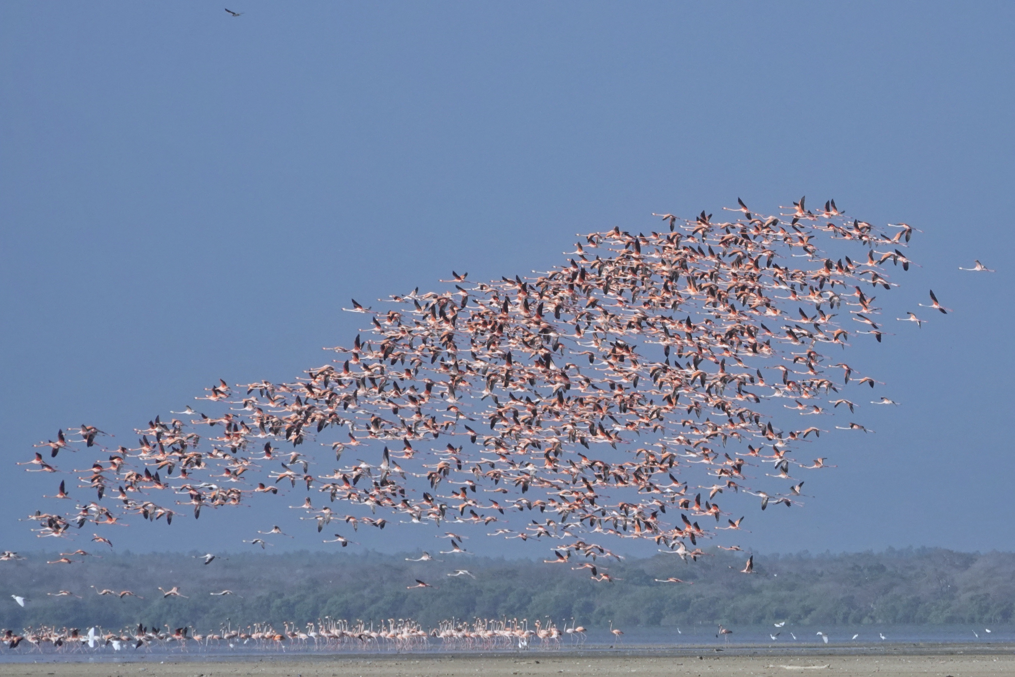 Vol d'oiseaux